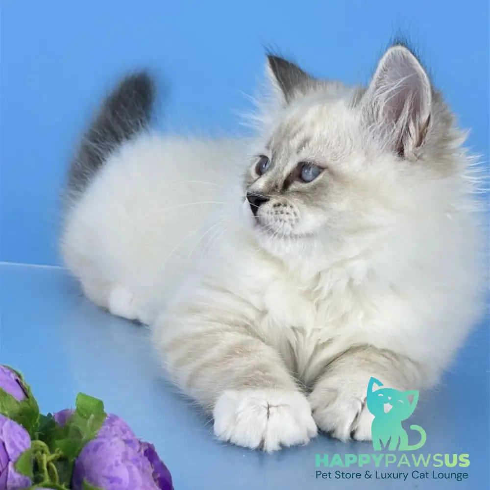 Aramis Siberian male seal tabby pointed with white - live animals