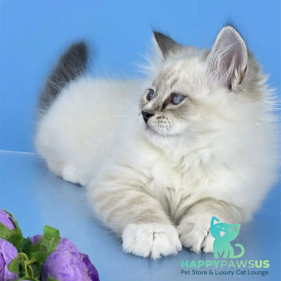 Aramis Siberian male seal tabby pointed with white - live animals