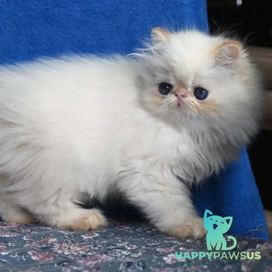 Arash Persian male red tabby pointed - live animals