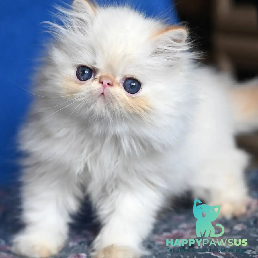 Arash Persian male red tabby pointed - live animals