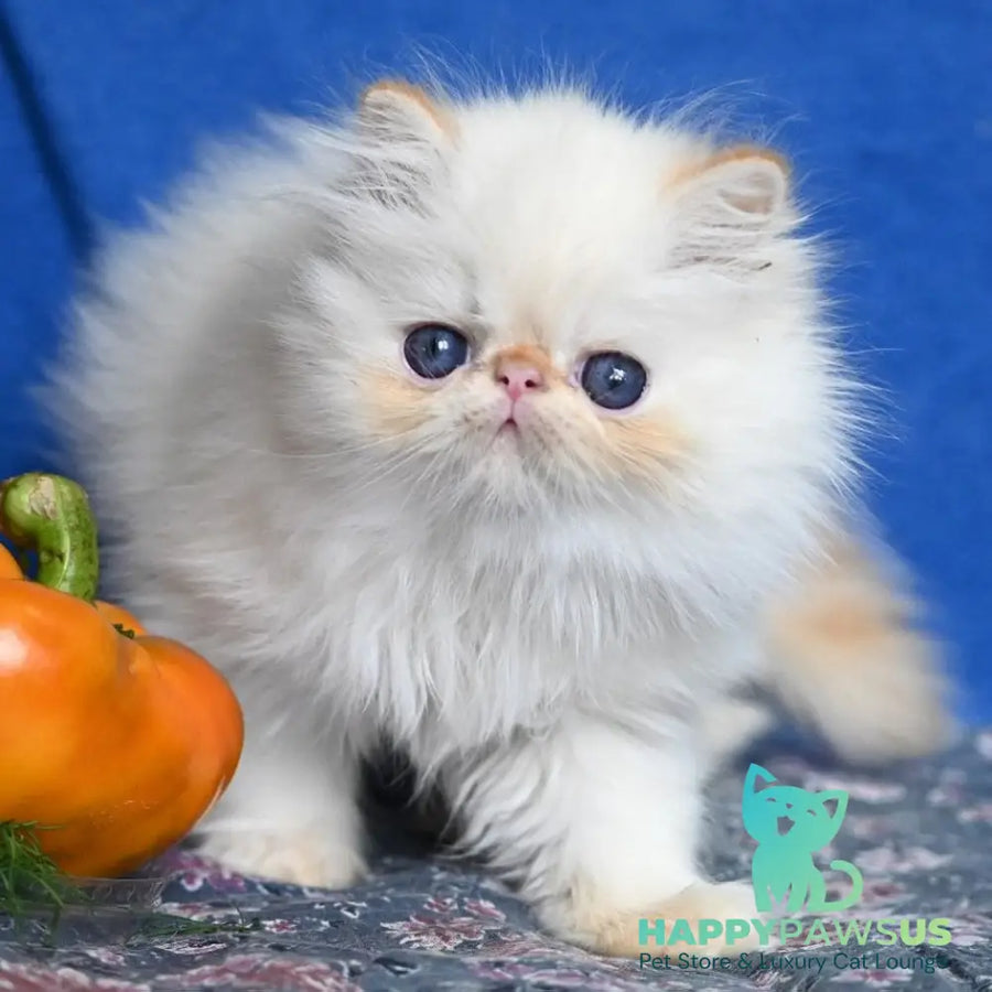 Arash Persian male red tabby pointed - live animals