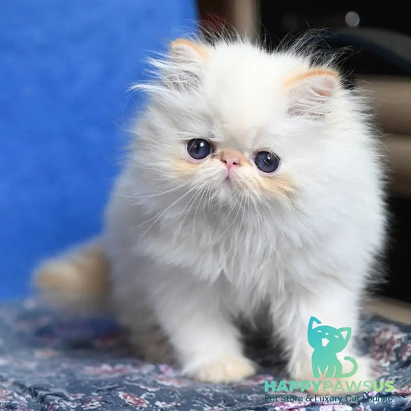 Arash Persian male red tabby pointed - live animals