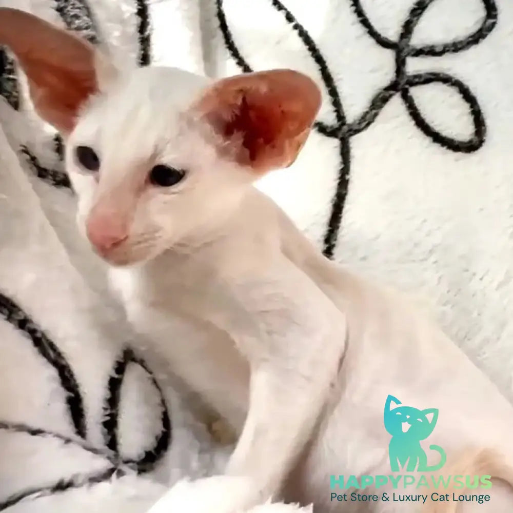 Arcadiy Siamese male cream - live animals