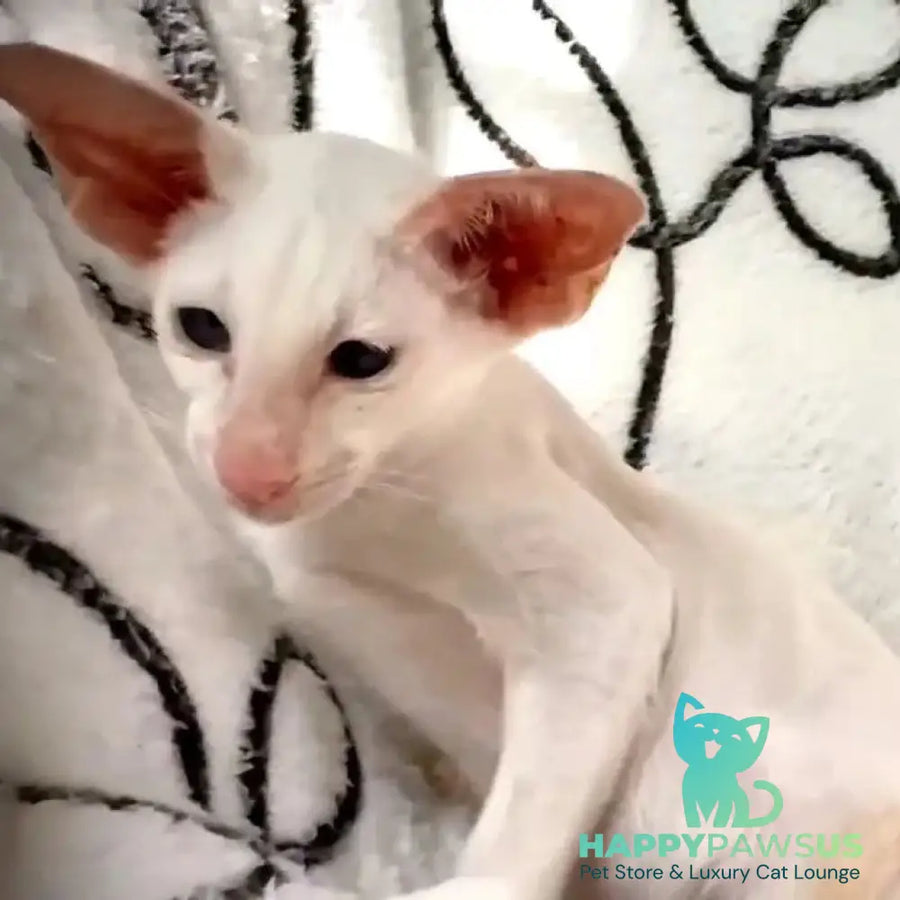 Arcadiy Siamese male cream - live animals