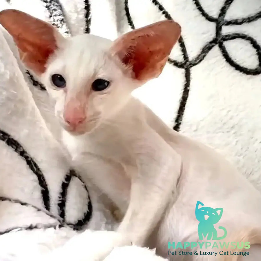 Arcadiy Siamese male cream - live animals