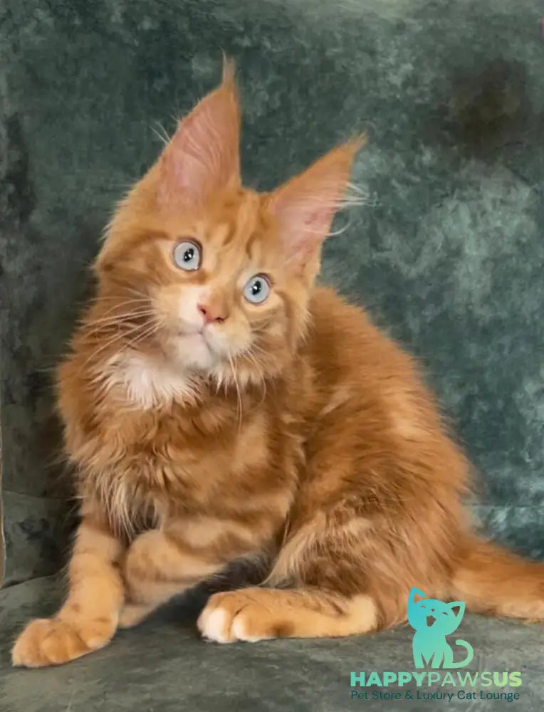 Archer Maine Coon male red tabby - live animals