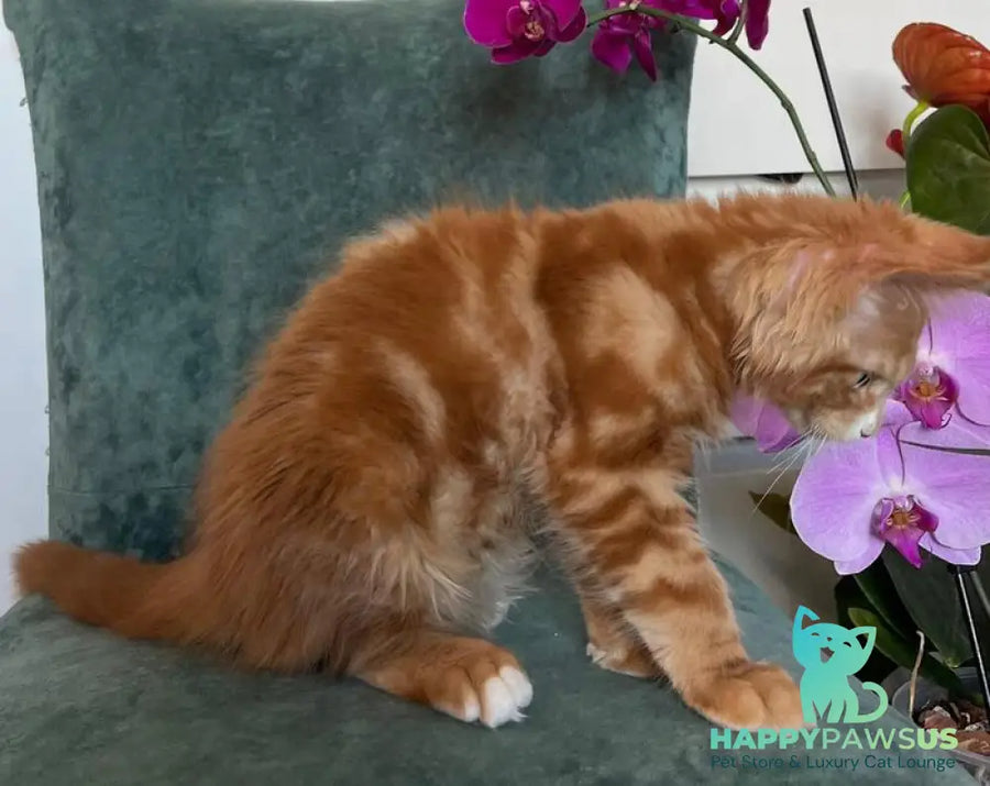 Archer Maine Coon male red tabby - live animals