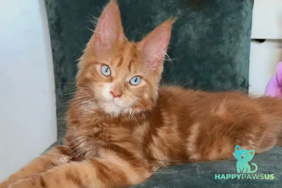 Archer Maine Coon male red tabby - live animals