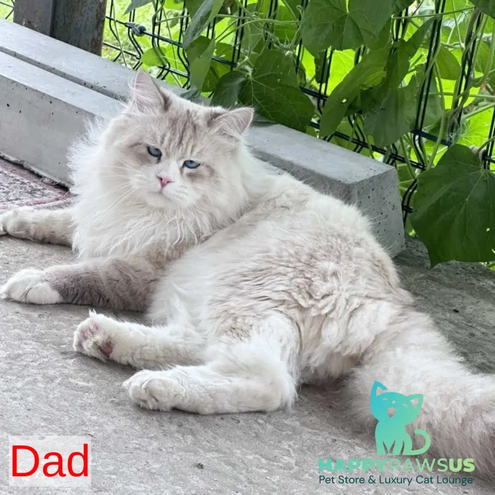Archer Siberian male black tabby pointed - live animals