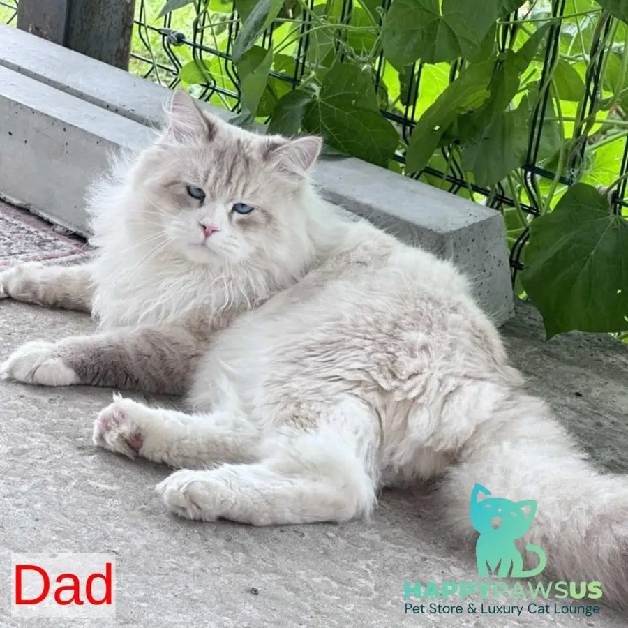 Archer Siberian male black tabby pointed - live animals