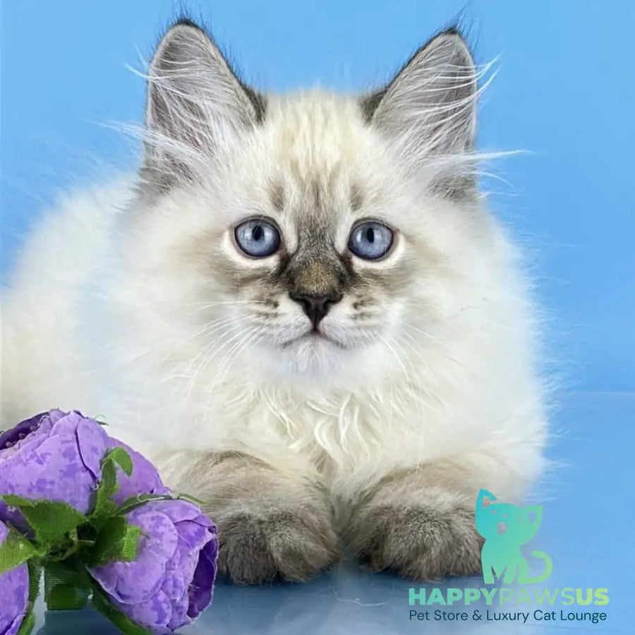 Archer Siberian male black tabby pointed - live animals