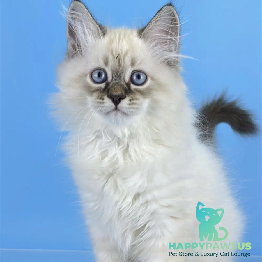 Archer Siberian male black tabby pointed - live animals