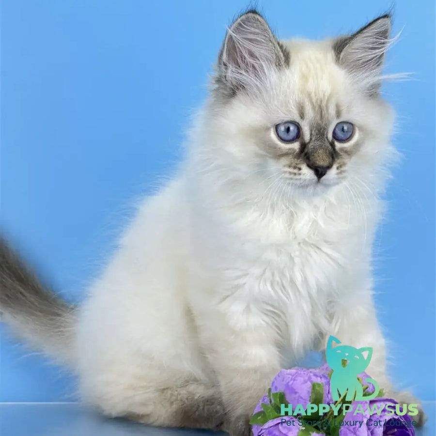 Archer Siberian male black tabby pointed - live animals