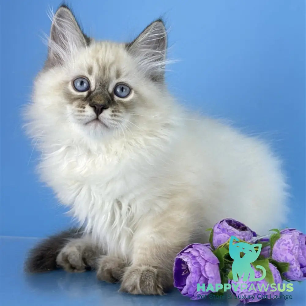 Archer Siberian male black tabby pointed - live animals
