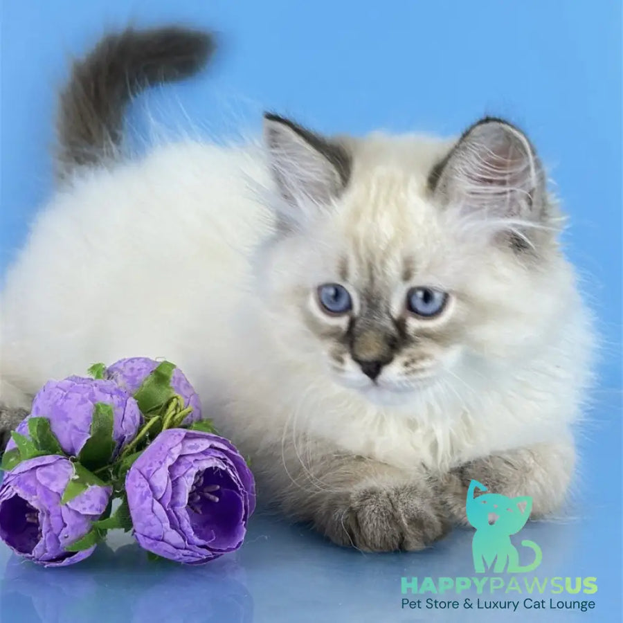 Archer Siberian male black tabby pointed - live animals