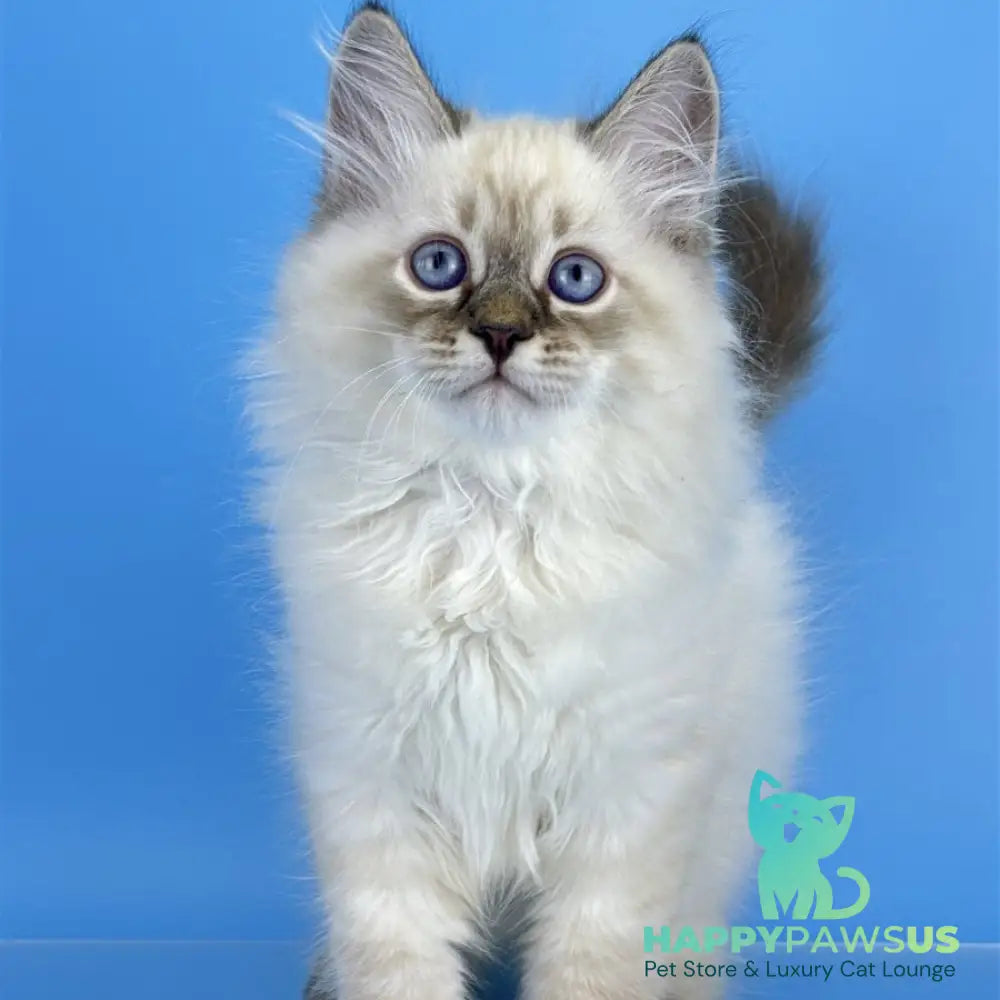 Archer Siberian male black tabby pointed - live animals