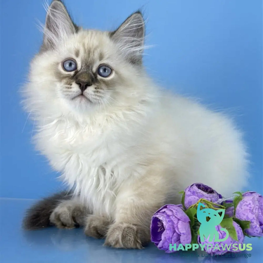 Archer Siberian male black tabby pointed - live animals