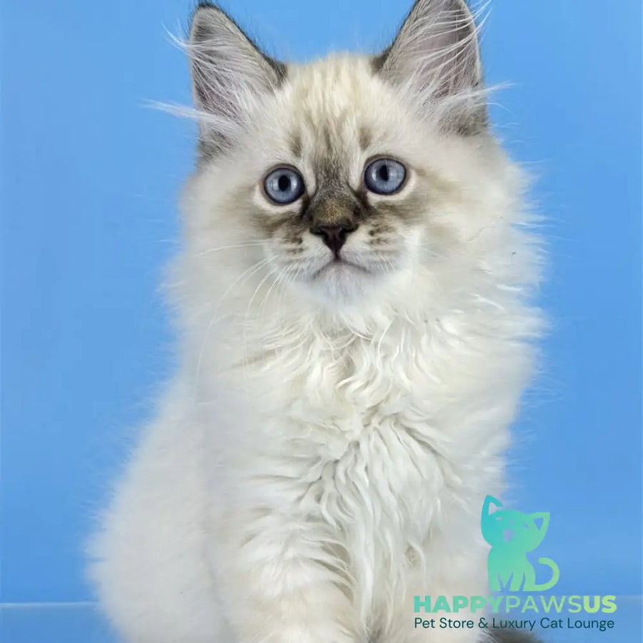 Archer Siberian male black tabby pointed - live animals