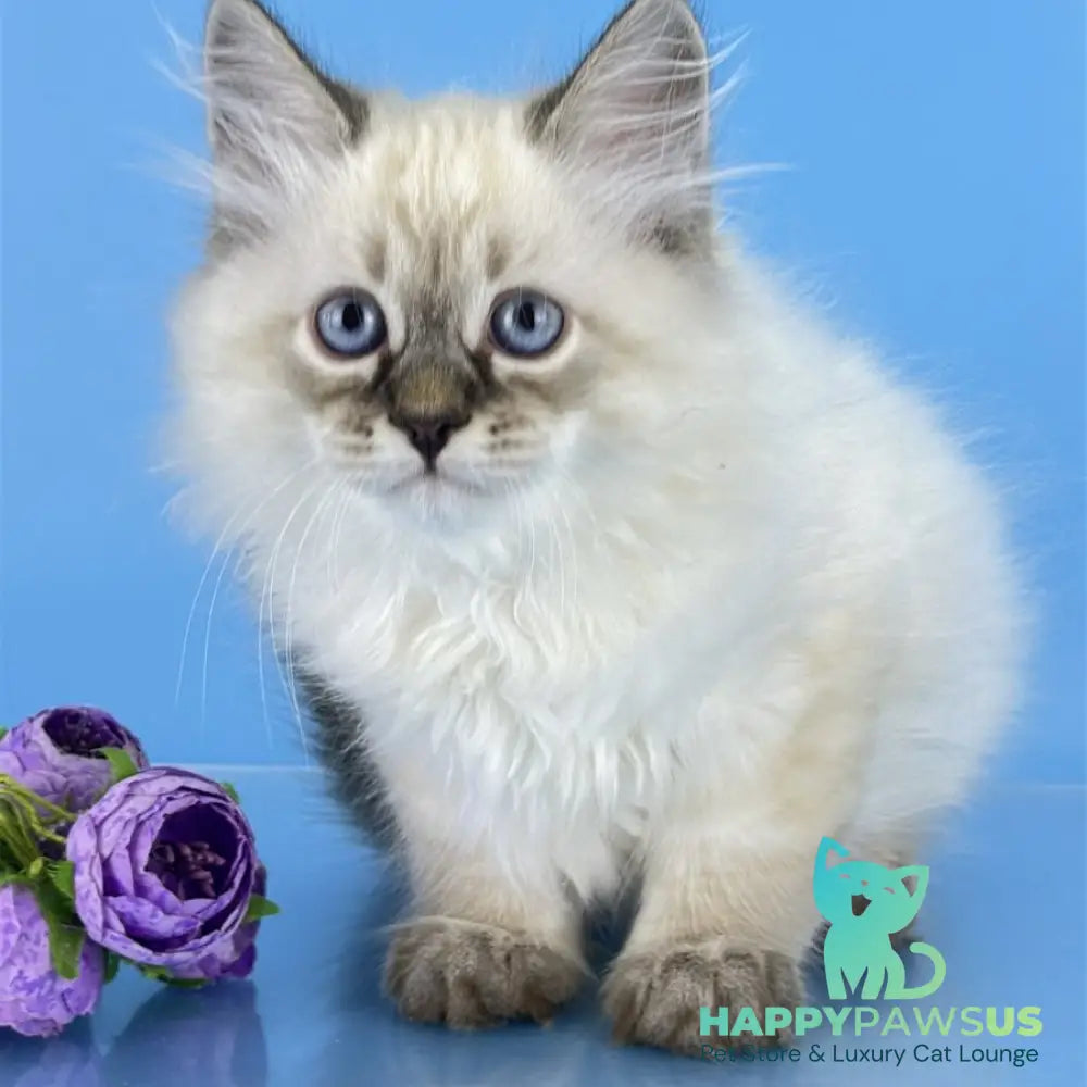 Archer Siberian male black tabby pointed - live animals