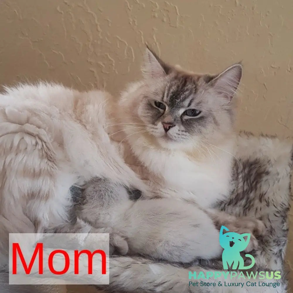 Archer Siberian male black tabby pointed - live animals