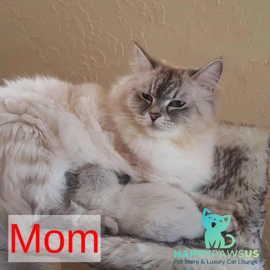 Archer Siberian male black tabby pointed - live animals