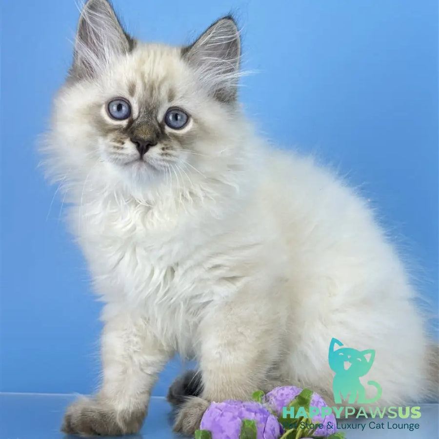 Archer Siberian male black tabby pointed - live animals