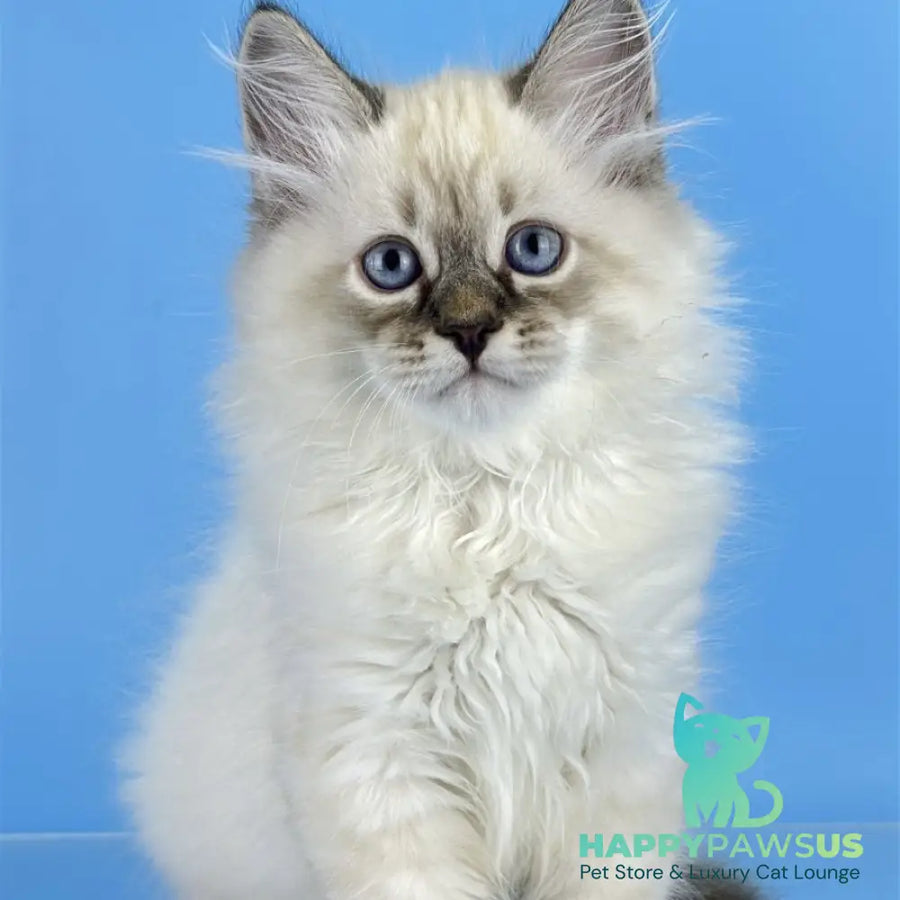 Archer Siberian male black tabby pointed - live animals