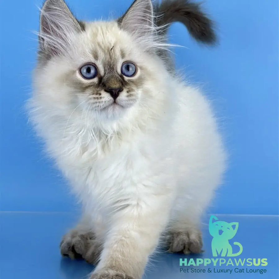 Archer Siberian male black tabby pointed - live animals