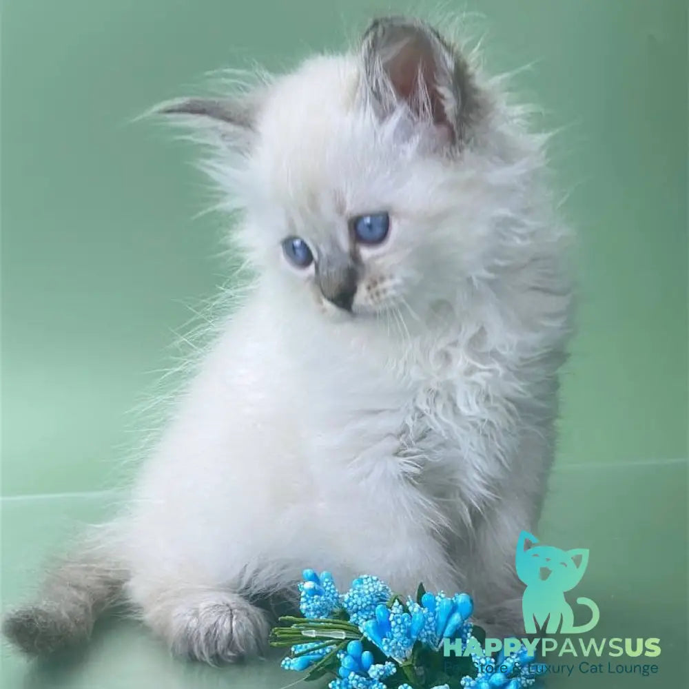 Archer Siberian male seal tabby pointed - live animals