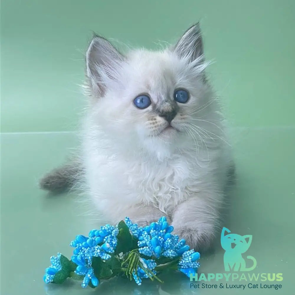 Archer Siberian male seal tabby pointed - live animals