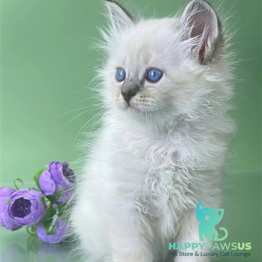 Archer Siberian male seal tabby pointed - live animals