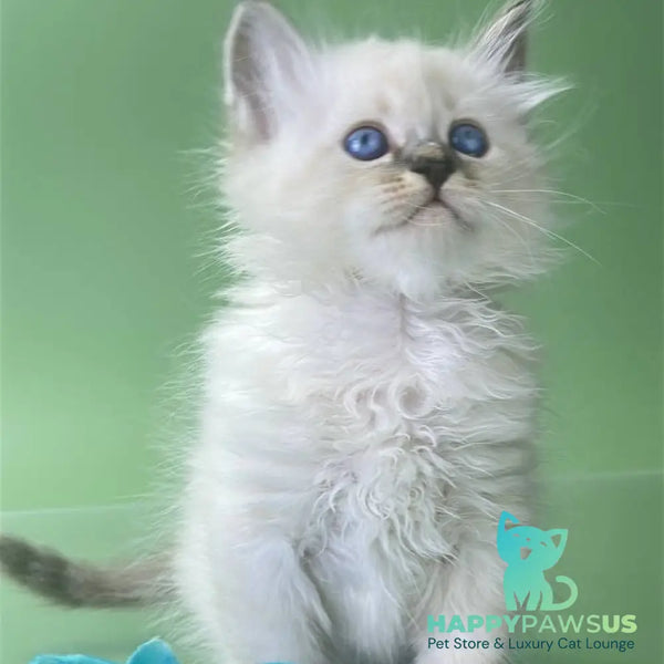 Archer Siberian male seal tabby pointed - live animals