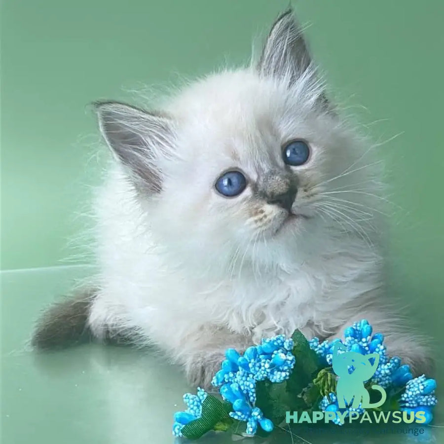 Archer Siberian male seal tabby pointed - live animals