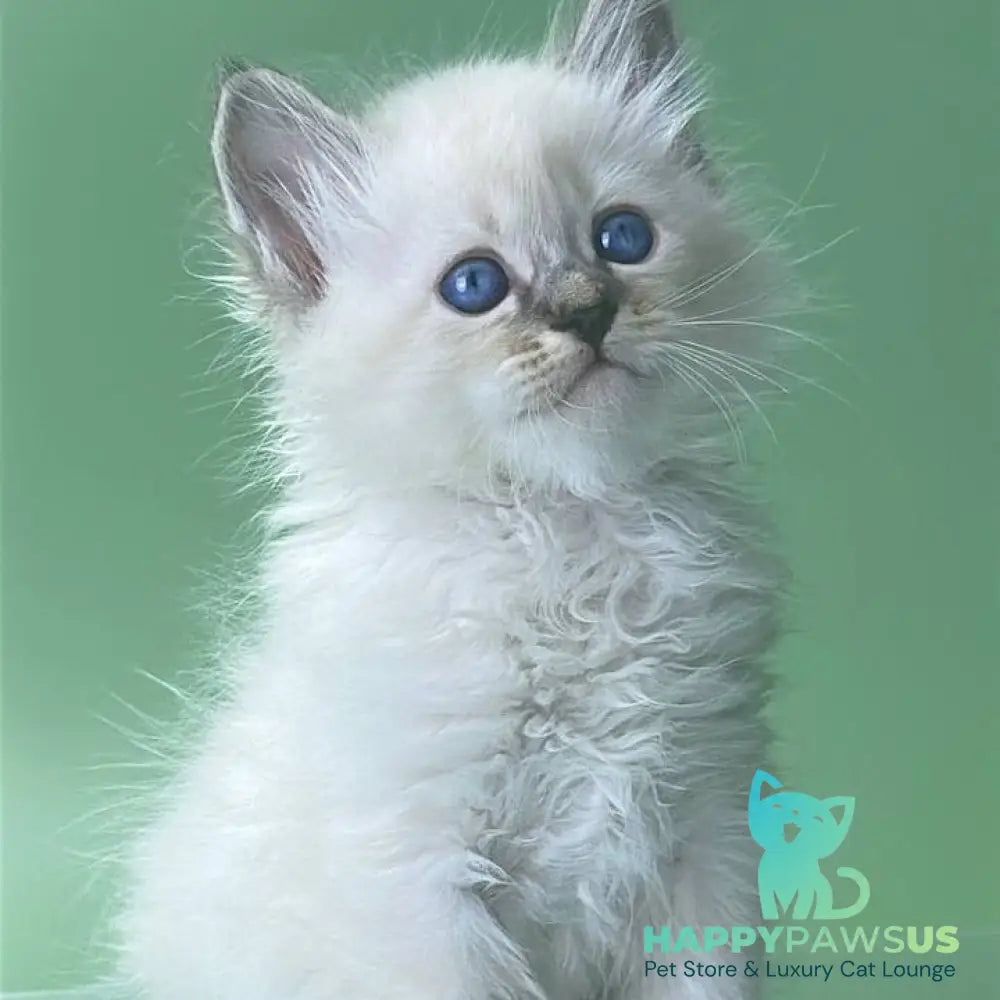 Archer Siberian male seal tabby pointed - live animals