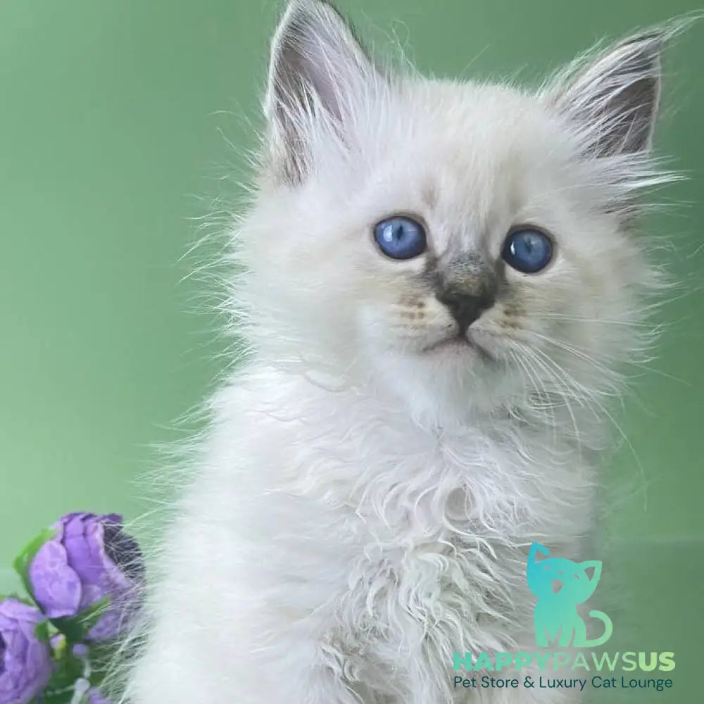 Archer Siberian male seal tabby pointed - live animals