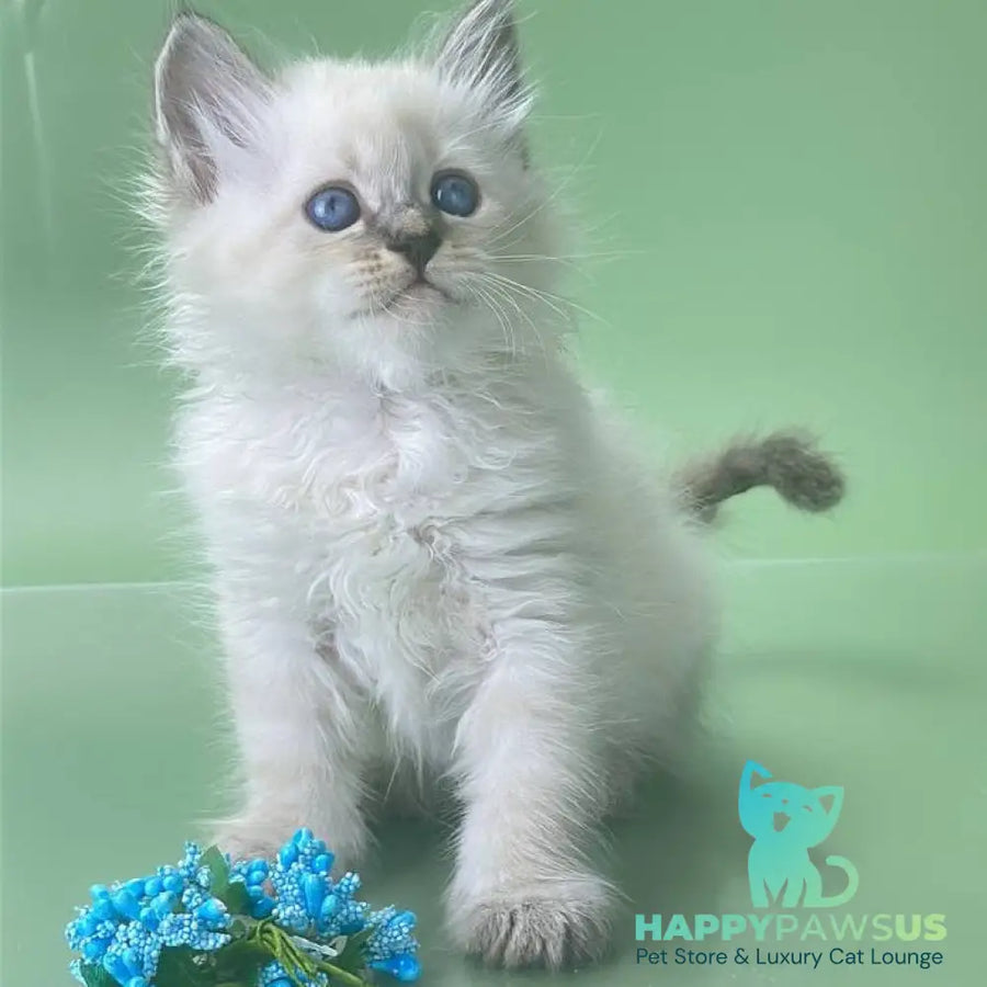 Archer Siberian male seal tabby pointed - live animals