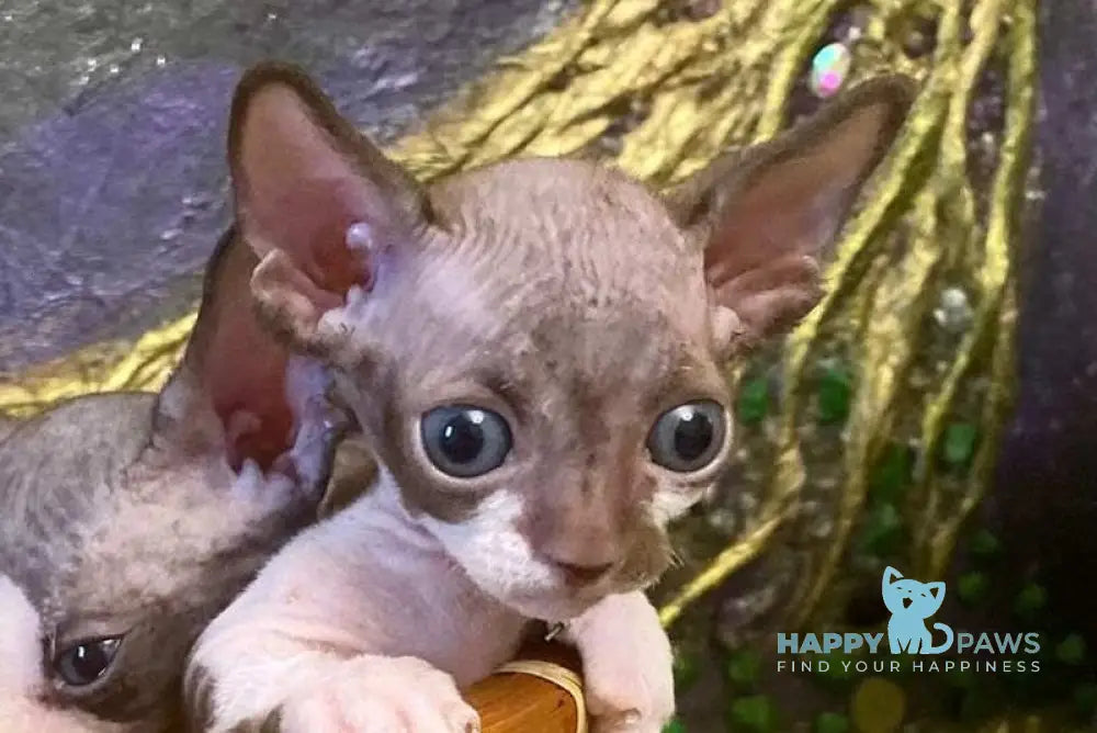 Archi Bambino male chocolate bicolour live animals