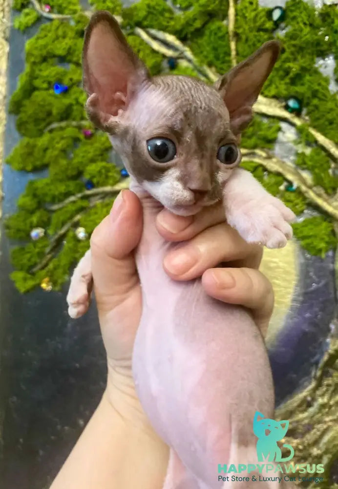 Archi Bambino male chocolate bicolour live animals