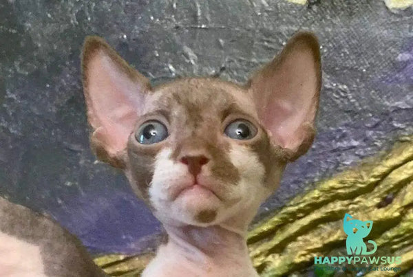 Archi Bambino male chocolate bicolour live animals