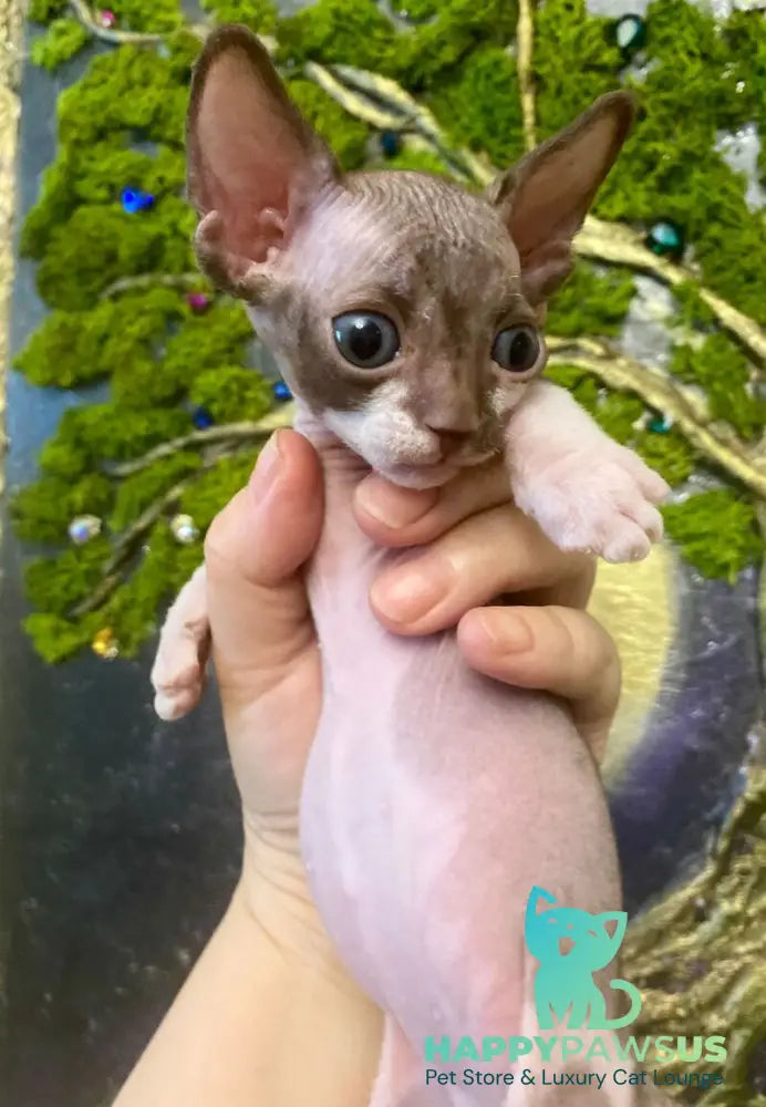 Archi Bambino male chocolate bicolour live animals