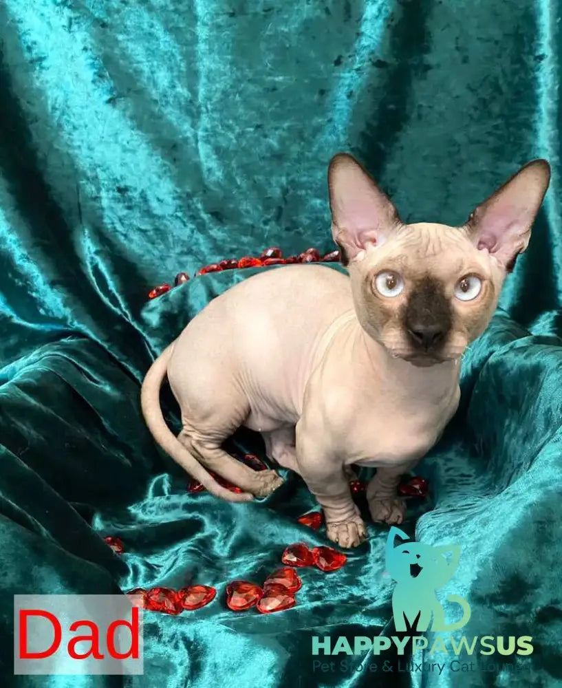 Archi Bambino male chocolate bicolour live animals