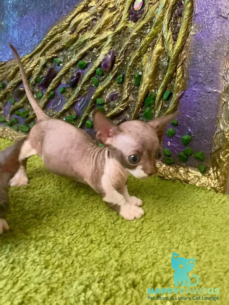 Archi Bambino male chocolate bicolour live animals