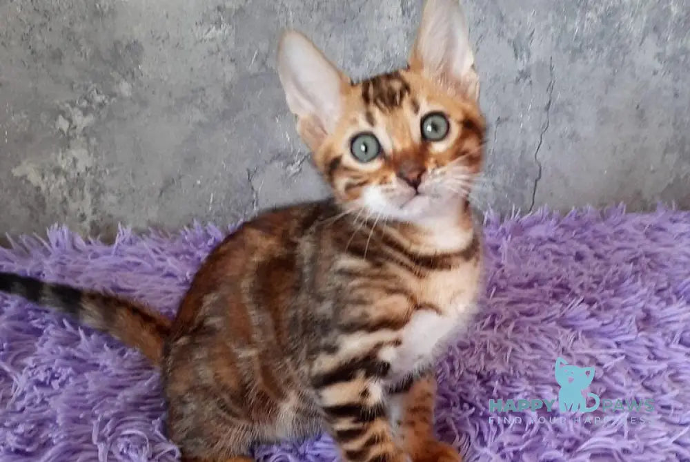 Archi Bengal male black spotted tabby - live animals