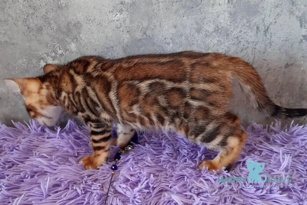 Archi Bengal male black spotted tabby - live animals