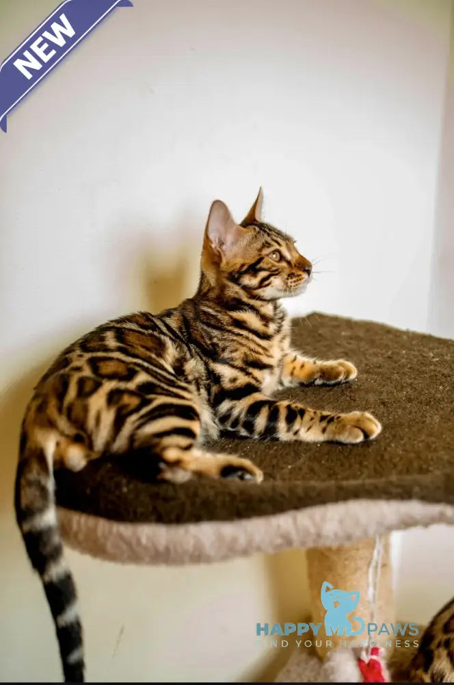 Archi Bengal male black spotted tabby live animals