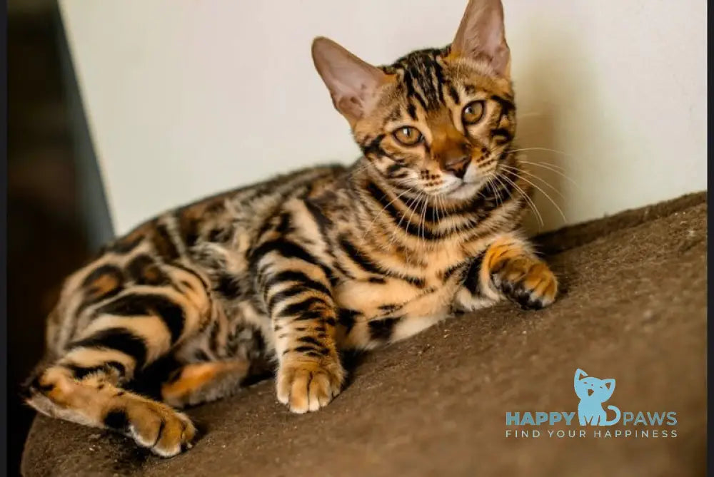 Archi Bengal male black spotted tabby live animals