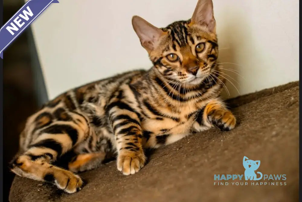 Archi Bengal male black spotted tabby live animals