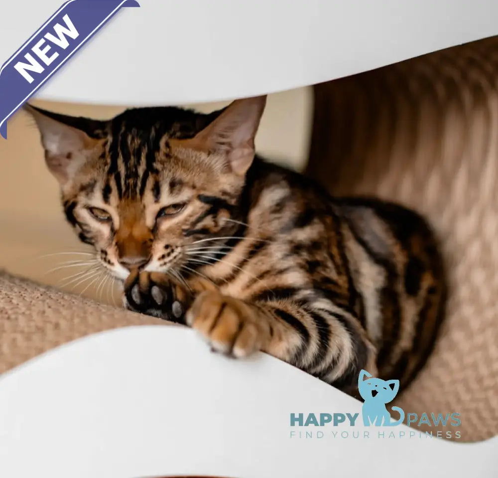 Archi Bengal male black spotted tabby live animals