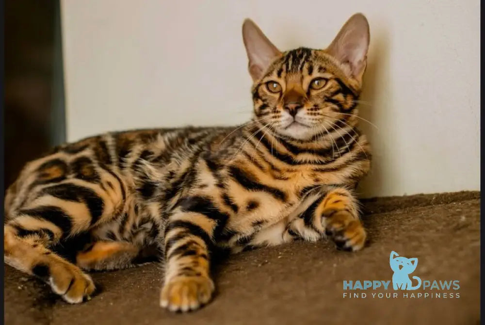 Archi Bengal male black spotted tabby live animals