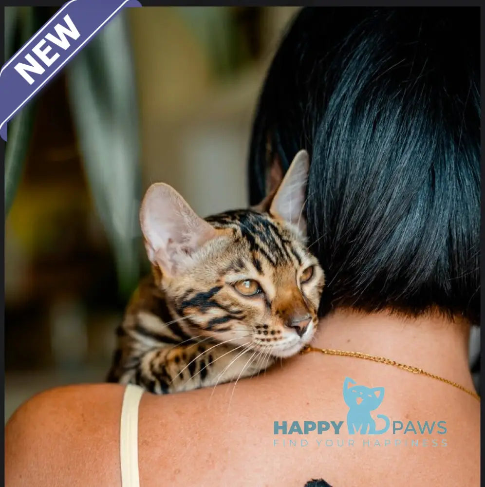Archi Bengal male black spotted tabby live animals